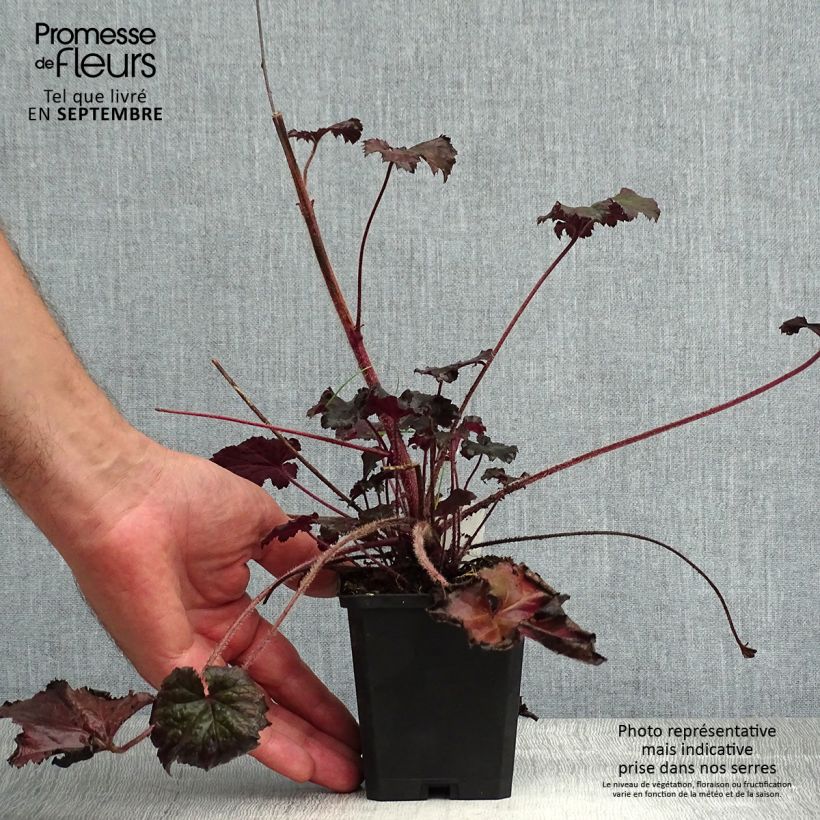 Exemplar von Heuchera Binoche - Purpurglöckchen wie im Sommer geliefert