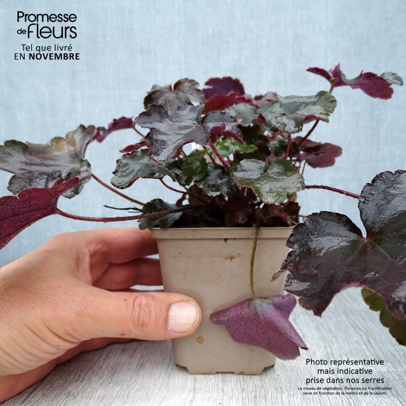 Exemplar von Heuchera Blackout - Purpurglöckchen wie im Herbst geliefert