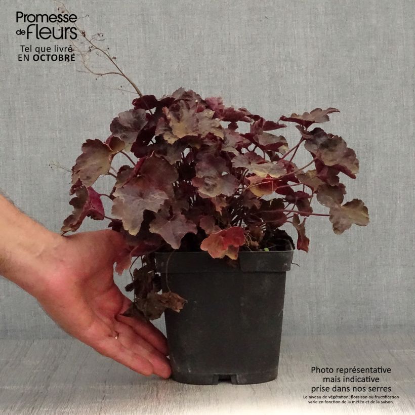 Exemplar von Heuchera Blackout - Purpurglöckchen wie im Herbst geliefert