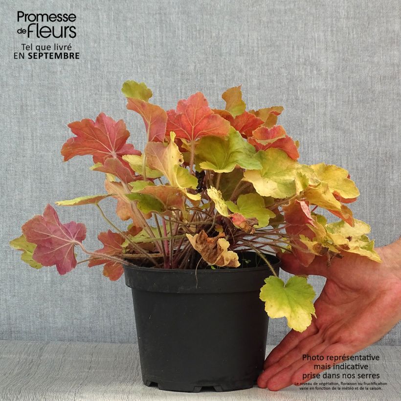 Exemplar von Heuchera Caramel - Purpurglöckchen wie im Sommer geliefert