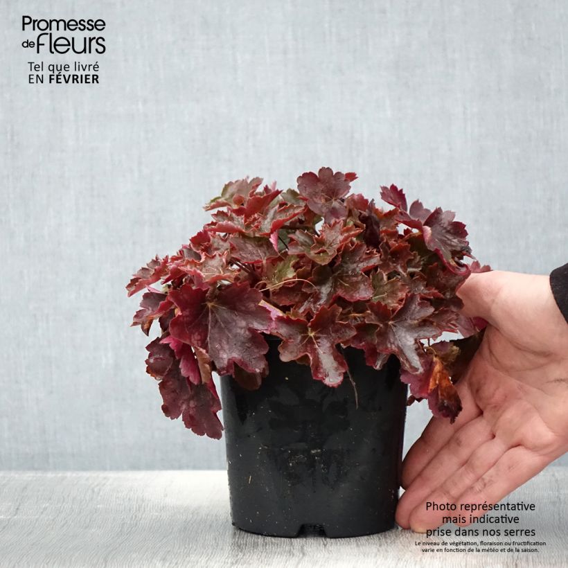 Exemplar von Heuchera Cherry Cola - Purpurglöckchen wie im Winter geliefert