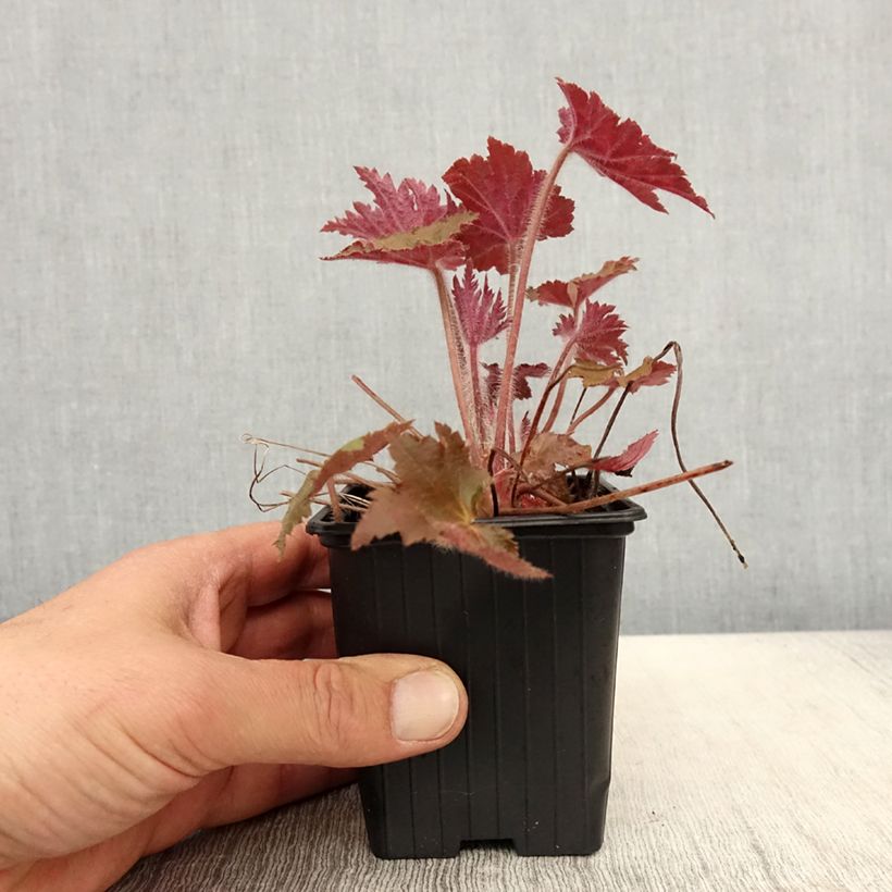 Exemplar von Heuchera Copper Dinosaur - Purpurglöckchen Kleine Töpfe von 8/9 cm wie im Frühjahr geliefert