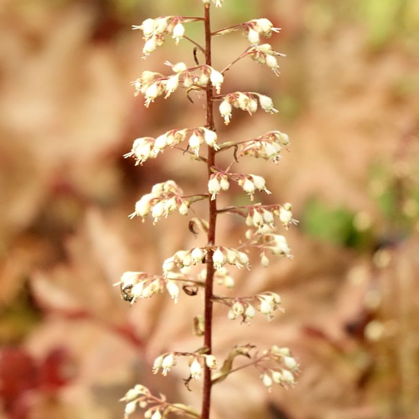 Heuchera Copper Dinosaur - Purpurglöckchen (Laub)