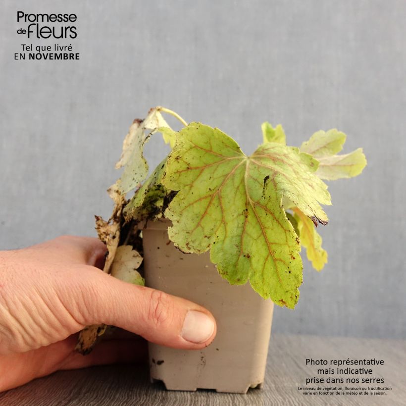 Exemplar von Heuchera Electric Lime - Purpurglöckchen wie im Herbst geliefert