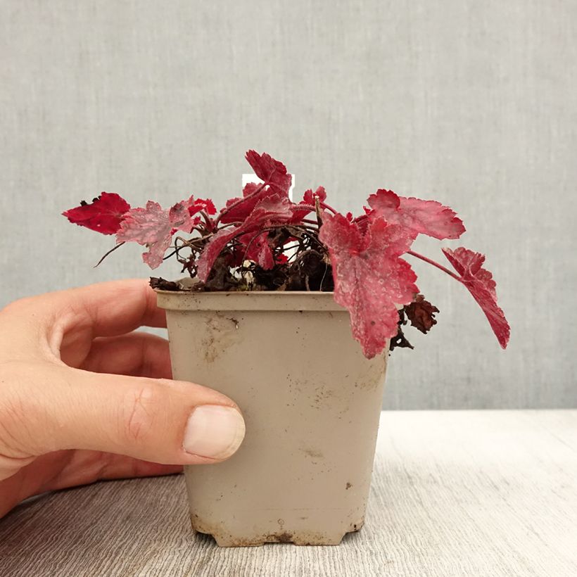 Exemplar von Heuchère - Heuchera Fire Chief Godet de 9cm wie im Herbst geliefert