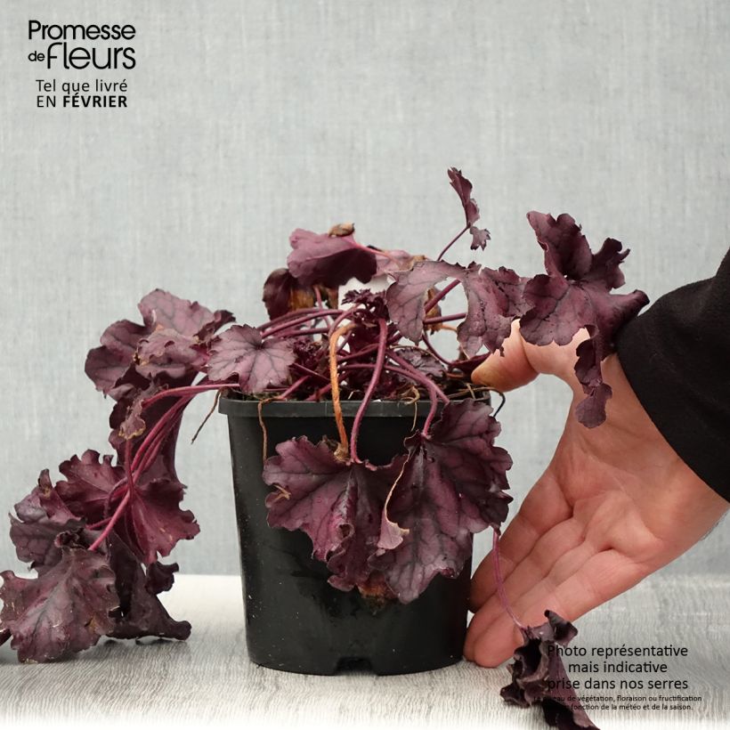 Exemplar von Heuchera Forever Purple - Purpurglöckchen wie im Winter geliefert