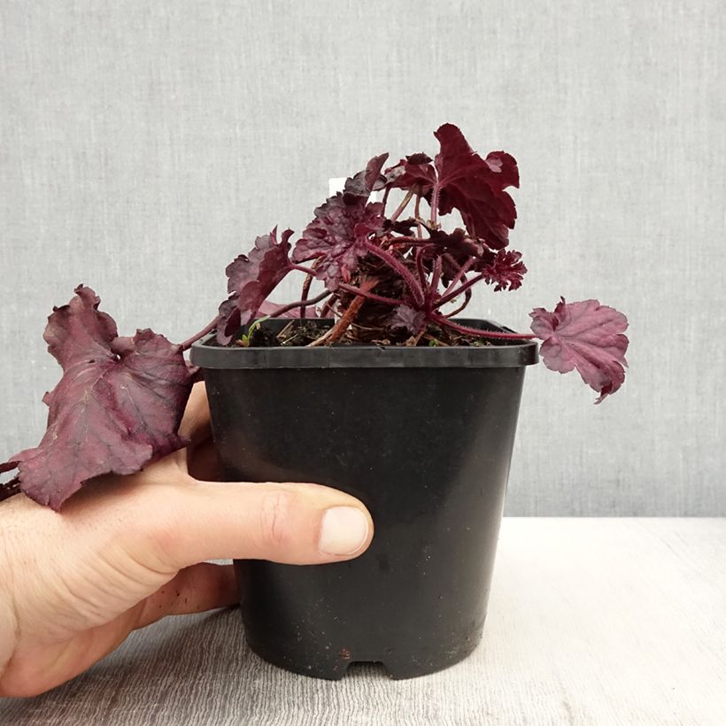 Exemplar von Heuchera Forever Purple - Purpurglöckchen Topf mit 1,5L/2LGelieferte Höhe ca. 20cm wie im Frühjahr geliefert