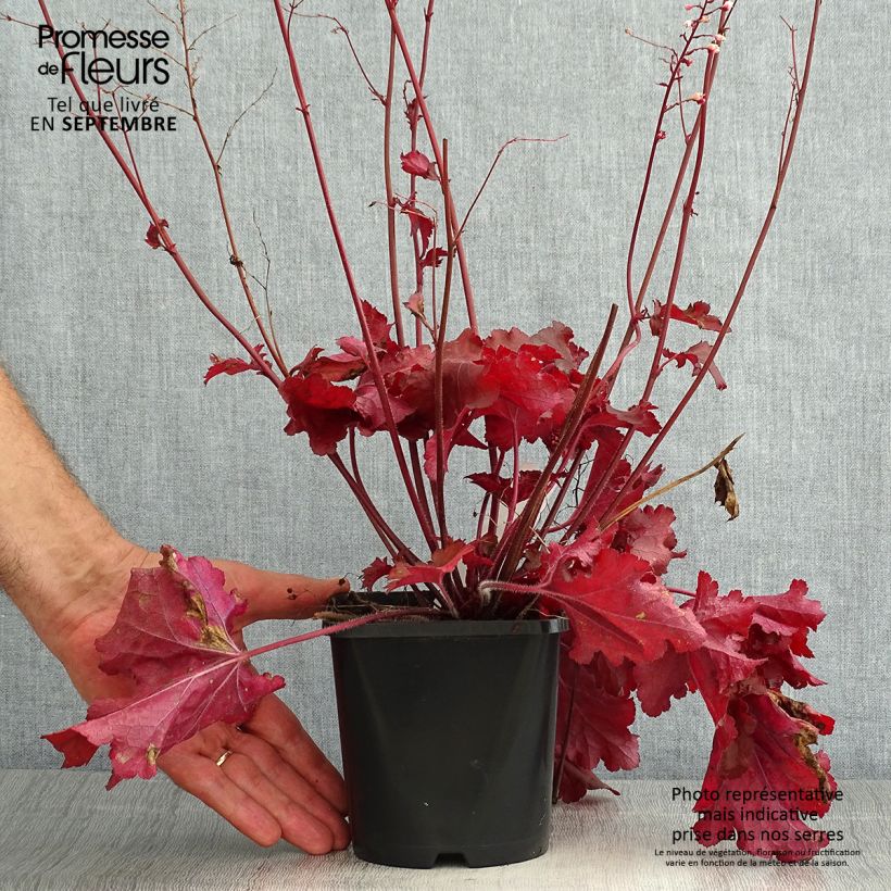 Exemplar von Heuchera Forever Red - Purpurglöckchen wie im Sommer geliefert