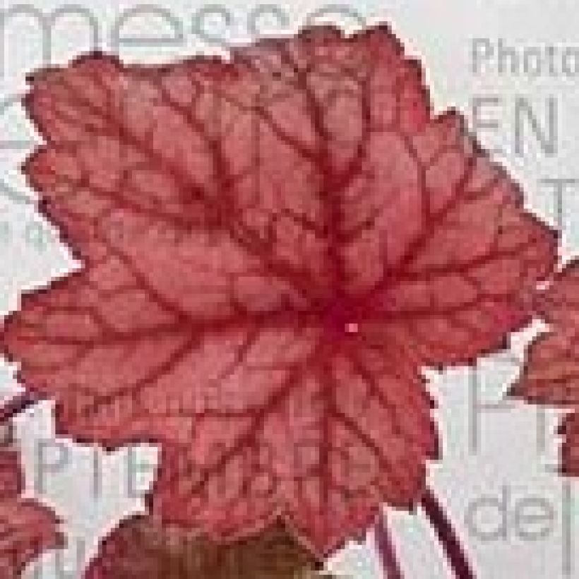 Heuchera Georgia Peach - Purpurglöckchen (Laub)