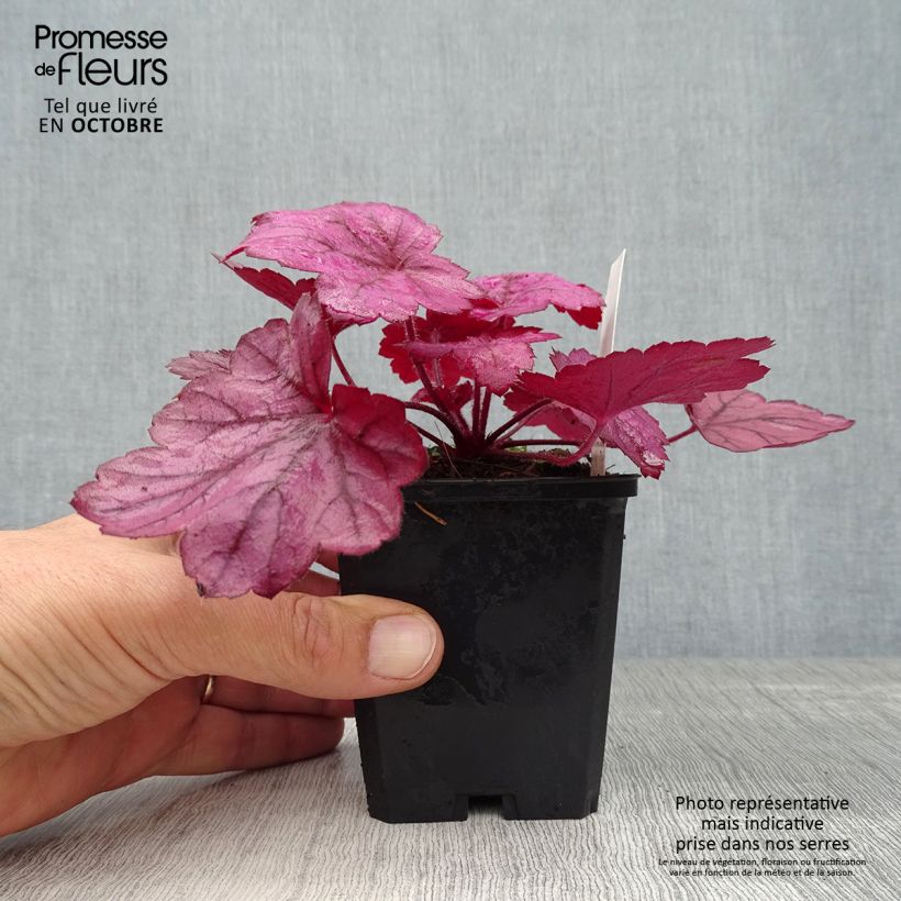 Exemplar von Heuchera Georgia Plum - Purpurglöckchen wie im Herbst geliefert