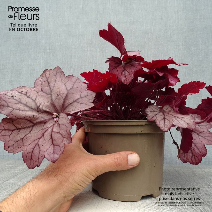 Exemplar von Heuchera Georgia Plum - Purpurglöckchen wie im Herbst geliefert