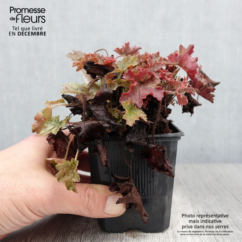 Exemplar von Heuchère - Heuchera Ginger Ale Godet de 9cm wie im Herbst geliefert