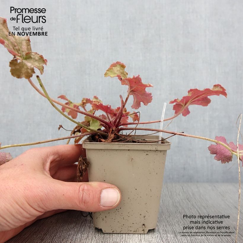 Exemplar von Heuchère - Heuchera Ginger Peach Godet de 9cm wie im Herbst geliefert