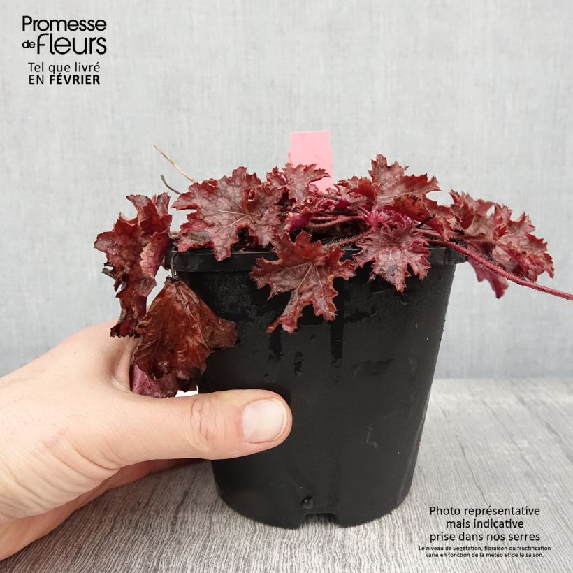 Exemplar von Heuchère - Heuchera Ginger Peach Pot de 1L/1.5L wie im Winter geliefert