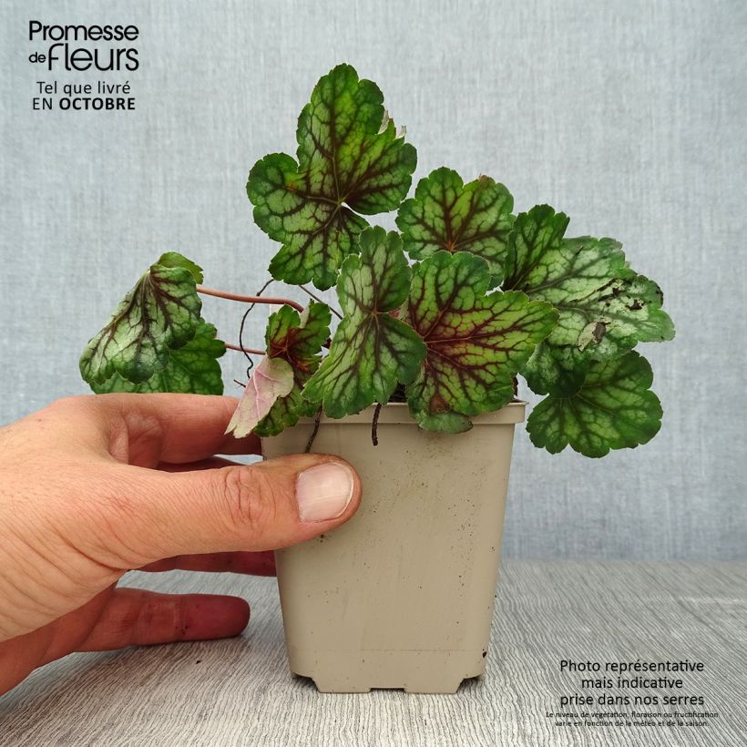 Exemplar von Heuchère - Heuchera Green Spice Godet de 9cm wie im Herbst geliefert