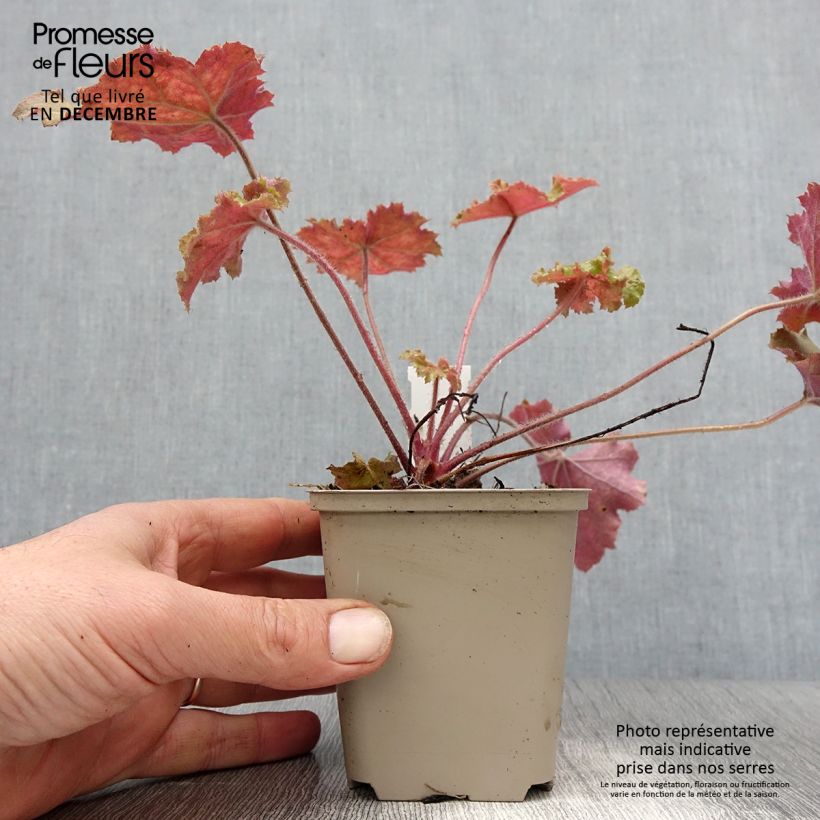 Exemplar von Heuchera - Purpurglöckchen Kleine Töpfe von 8/9 cm wie im Winter geliefert