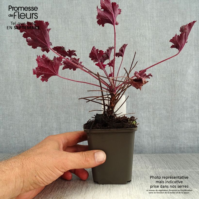 Exemplar von Heuchera Dark Secret - Purpurglöckchen wie im Sommer geliefert