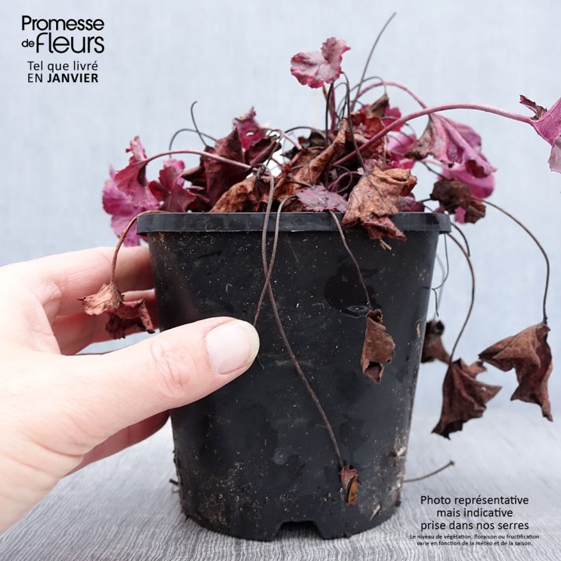 Exemplar von Heuchera Midnight Rose - Purpurglöckchen wie im Winter geliefert