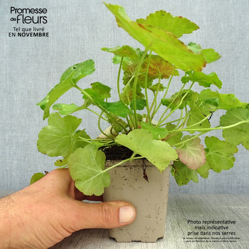 Exemplar von Heuchère -  Heuchera Miracle en godet de 8 cm wie im Herbst geliefert