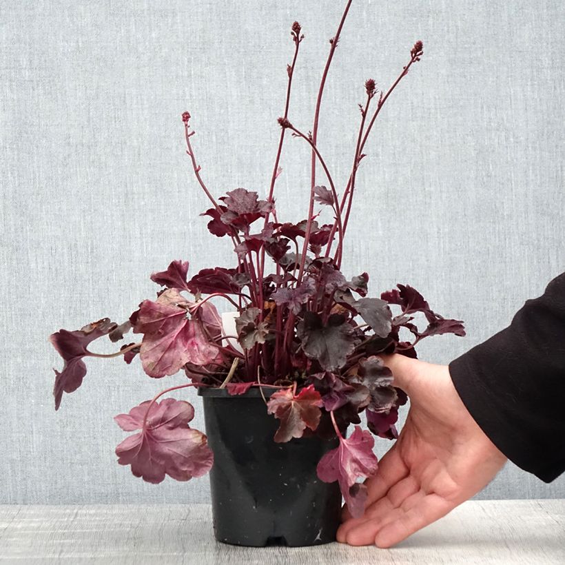 Exemplar von Heuchera Obsisian - Purpurglöckchen Topf mit 1,5L/2L wie im Frühjahr geliefert