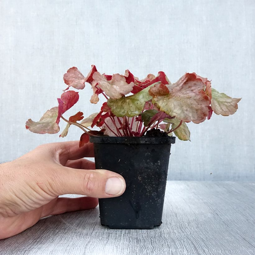 Exemplar von Heuchère - Heuchera Pinot Gris Godet de 9cm wie im Herbst geliefert