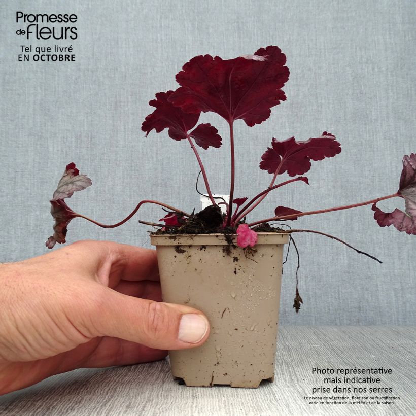 Exemplar von Heuchera Plum Royale - Purpurglöckchen wie im Herbst geliefert