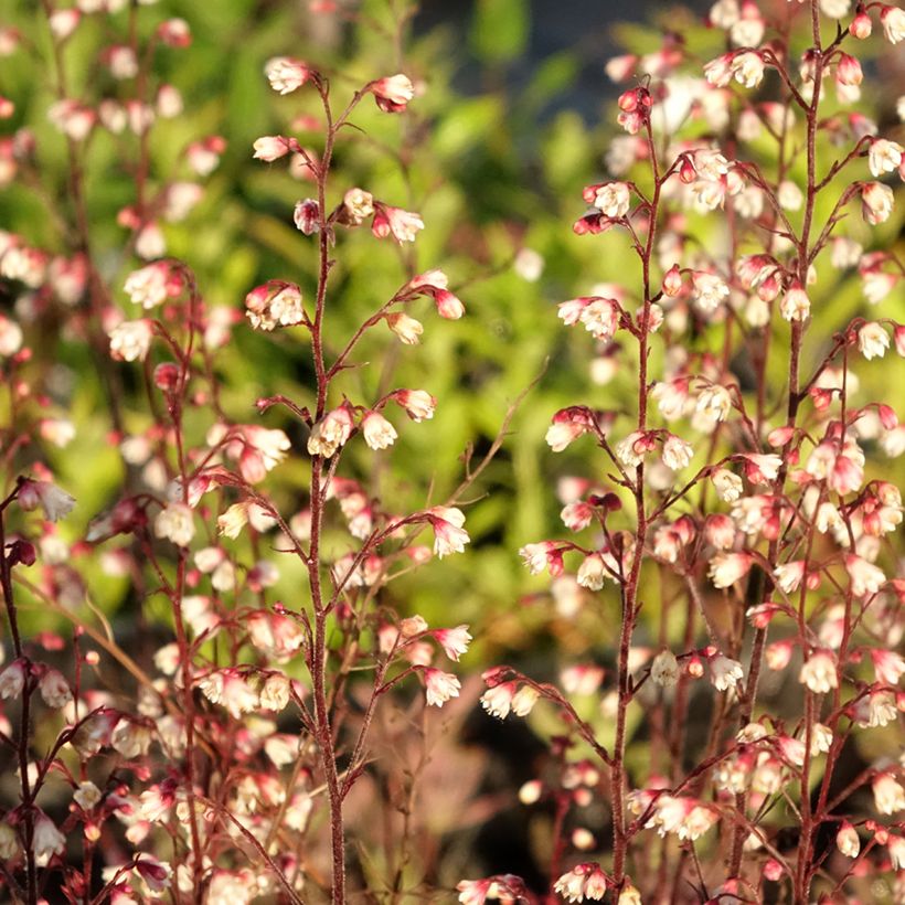 Heuchera Plum Royale - Purpurglöckchen (Laub)