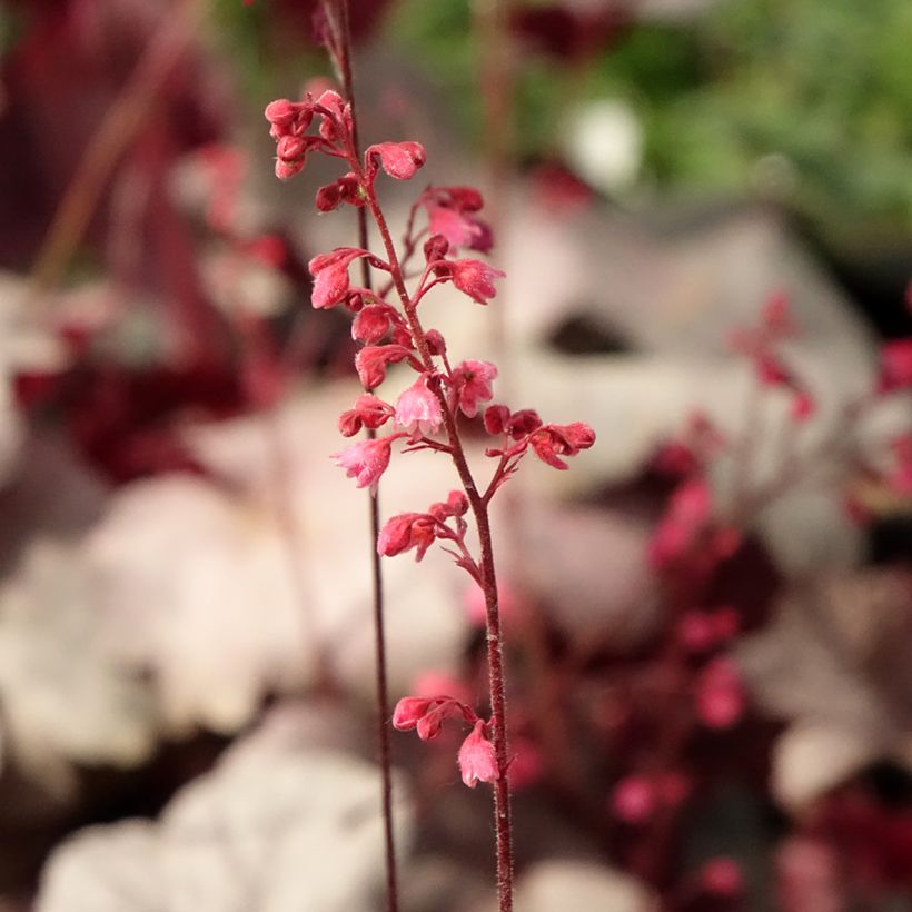 Heuchera Silver Gumdrop - Purpurglöckchen (Blüte)