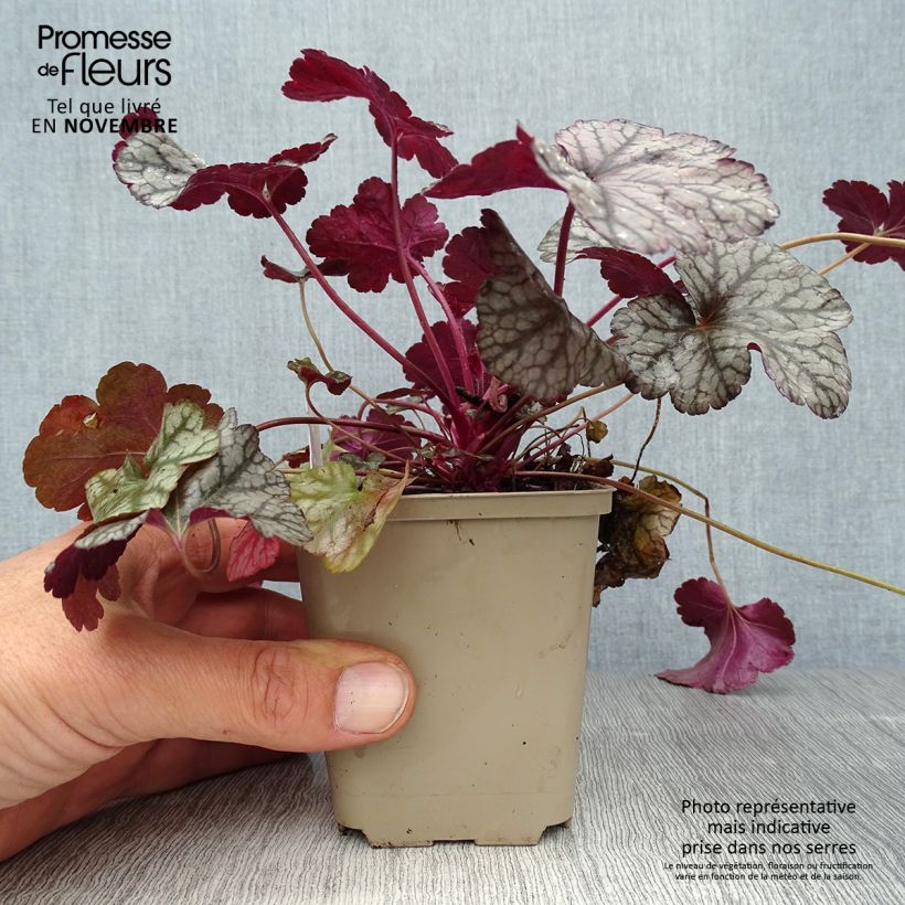 Exemplar von Heuchera Silver Scrolls - Purpurglöckchen wie im Herbst geliefert