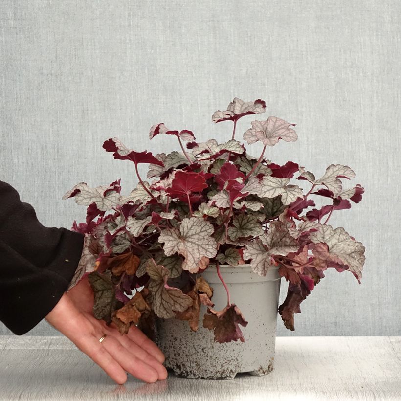 Exemplar von Heuchère - Heuchera Silver Scrolls - Pot de 2L/3L wie im Herbst geliefert