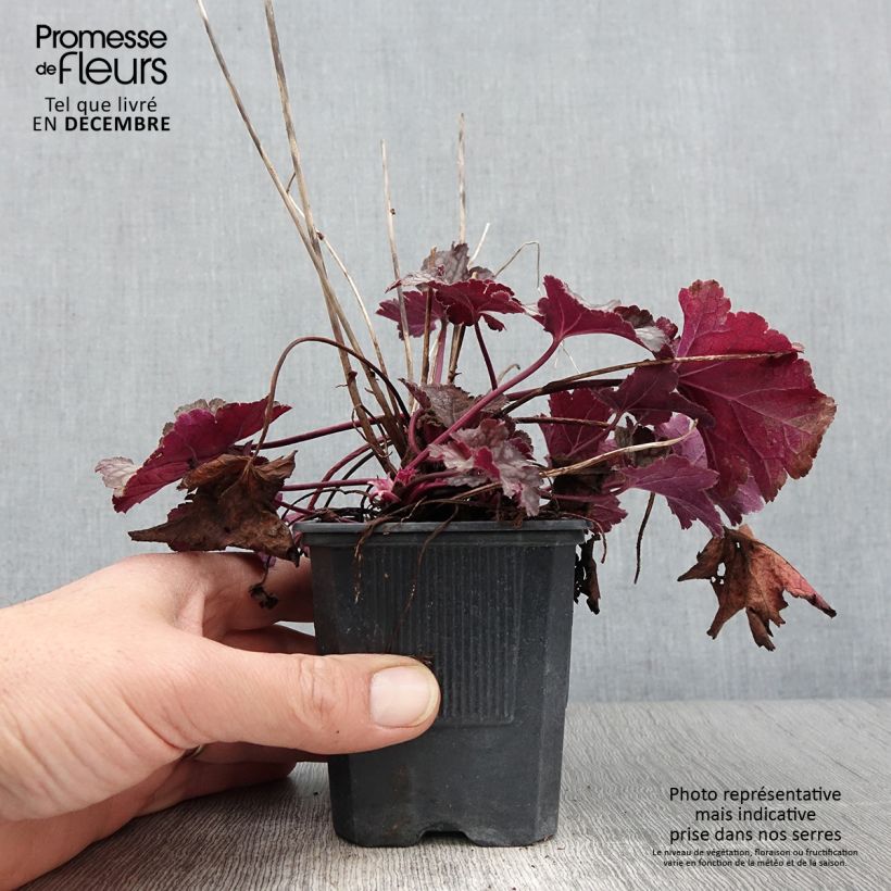 Exemplar von Heuchera Spellbound - Purpurglöckchen wie im Herbst geliefert