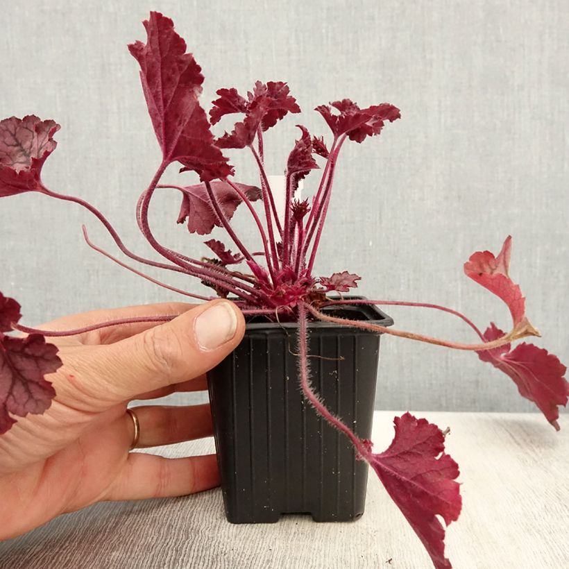 Exemplar von Heuchère - Heuchera Spellbound Godet de 8/9 cm wie im Frühjahr geliefert