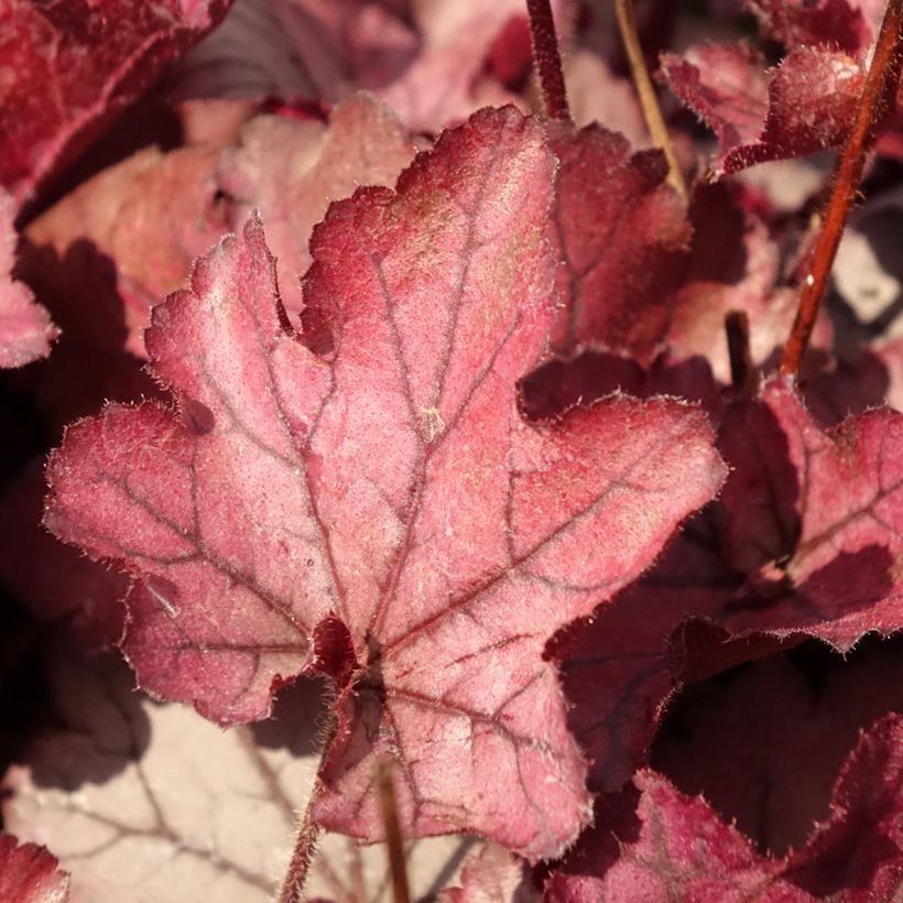 Heuchera Spellbound - Purpurglöckchen (Laub)