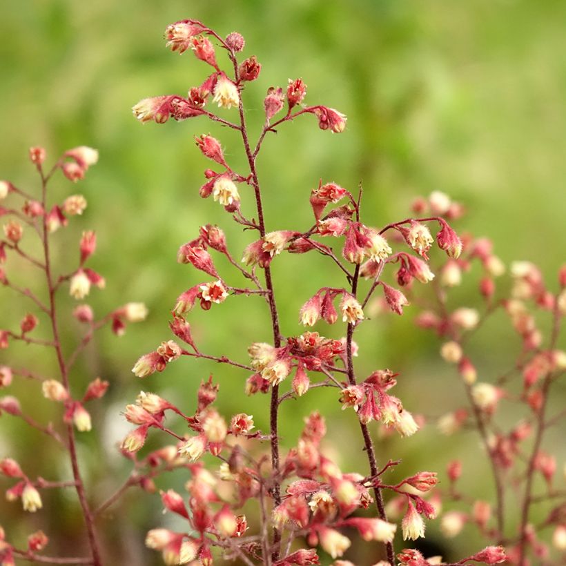 Heuchera Spellbound - Purpurglöckchen (Blüte)