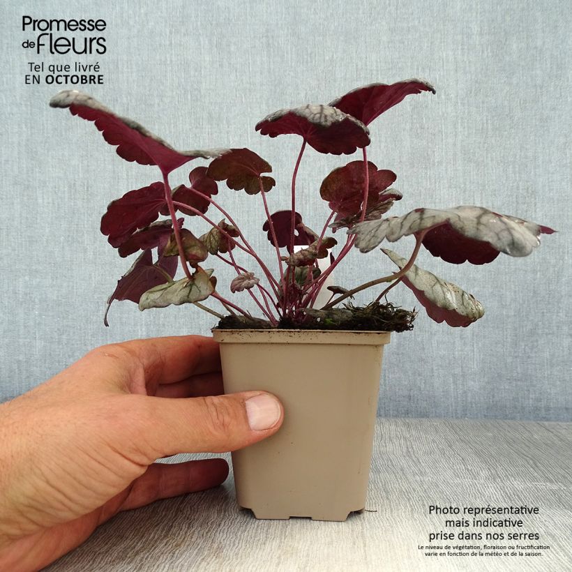 Exemplar von Heuchère - Heuchera Sugar Plum en godet de 9 cm wie im Herbst geliefert