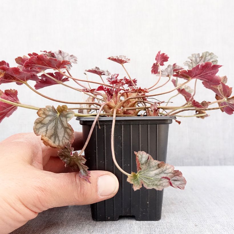 Exemplar von Heuchera Timeless Treasure® - Purpurglöckchen Kleine Töpfe von 8/9 cm wie im Winter geliefert