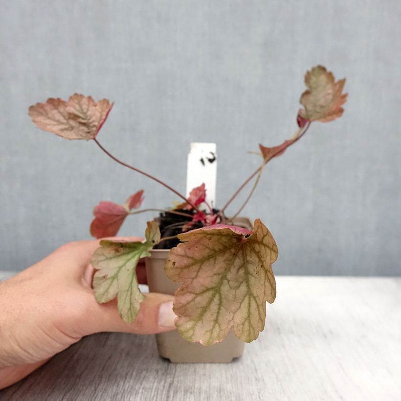 Exemplar von Heuchère - Heuchera Vienna Godet de 9cm wie im Herbst geliefert