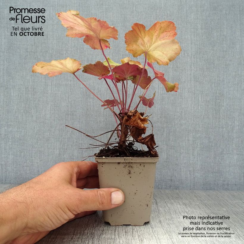 Exemplar von Heuchera Mega Caramel - Purpurglöckchen wie im Herbst geliefert