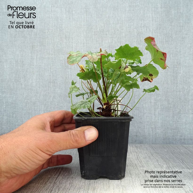 Exemplar von Heuchera Paris - Purpurglöckchen wie im Herbst geliefert