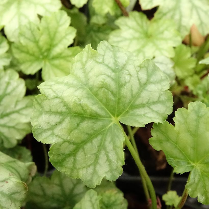 Heuchera Paris - Purpurglöckchen (Laub)