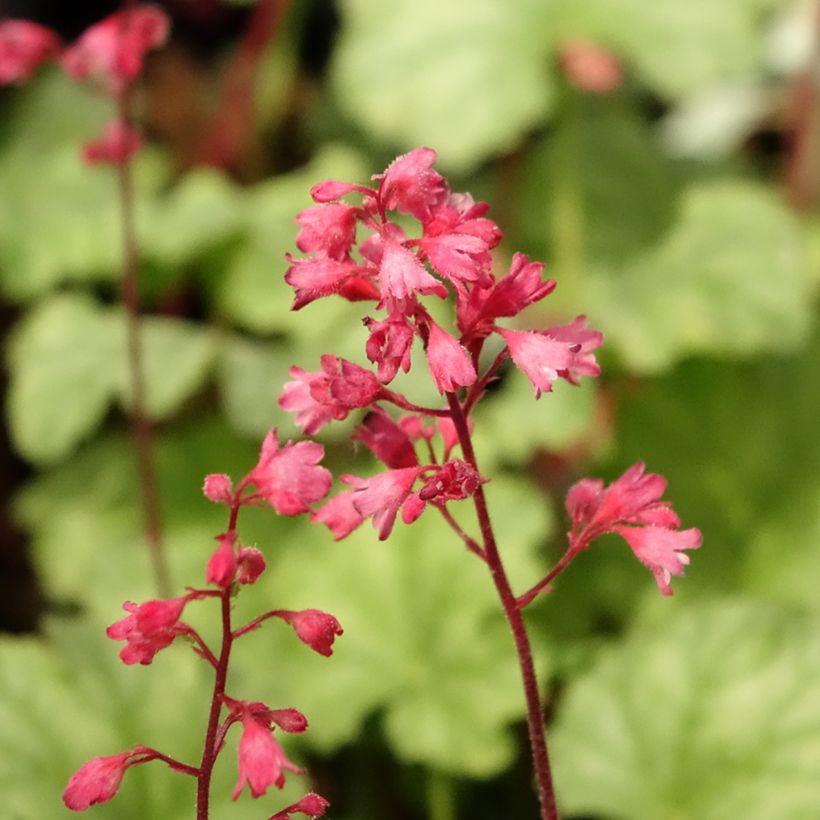 Heuchera Paris - Purpurglöckchen (Blüte)