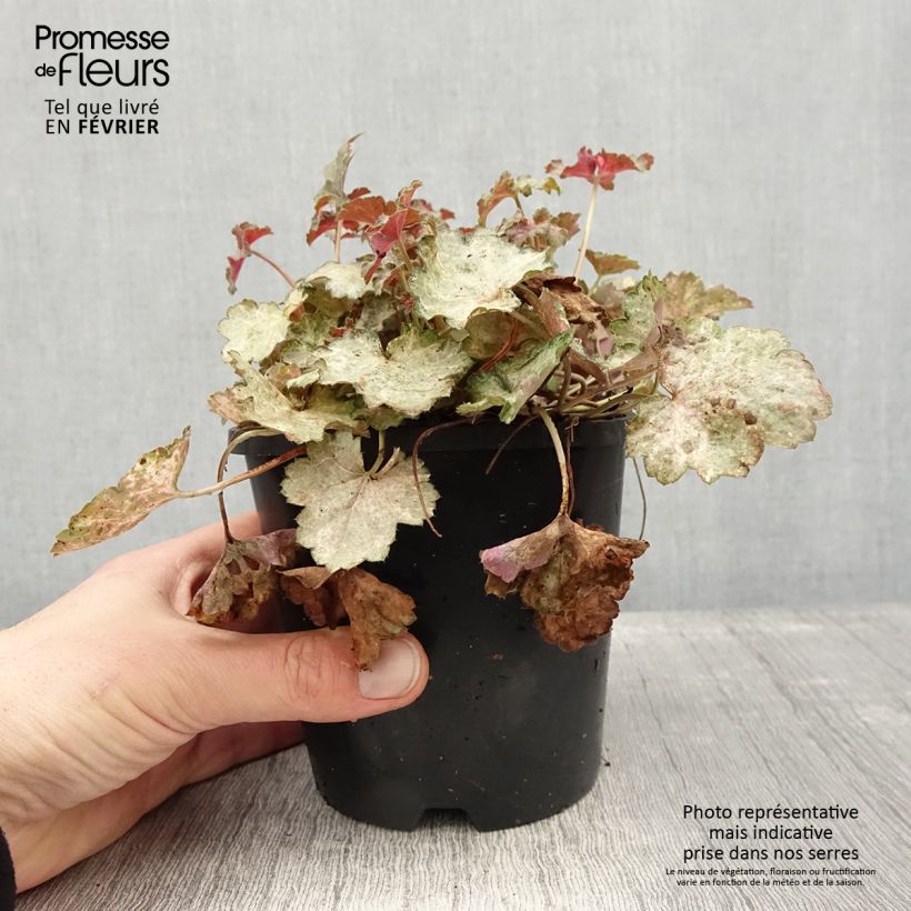 Exemplar von Heuchera Pinky Panky - Purpurglöckchen wie im Winter geliefert