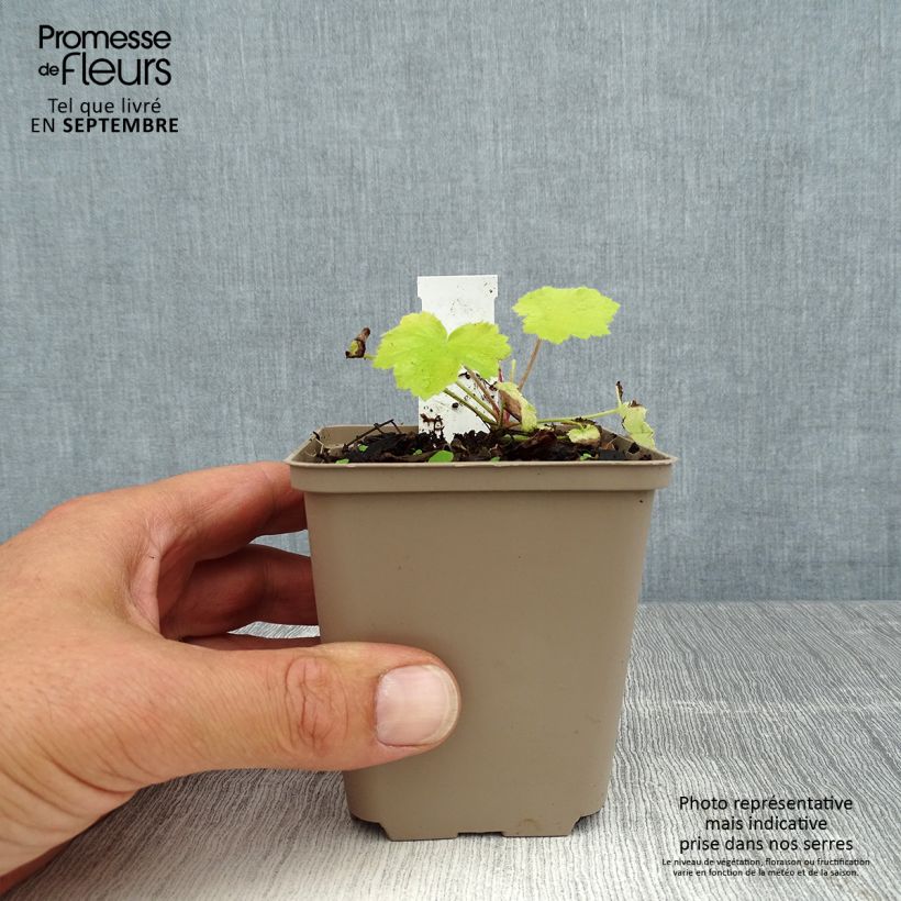 Exemplar von Heuchera Pretty Pistachio - Purpurglöckchen wie im Sommer geliefert