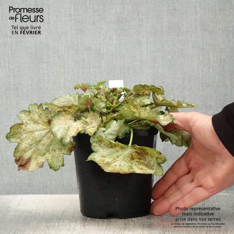 Exemplar von Heuchera Snowy Panky - Purpurglöckchen wie im Winter geliefert