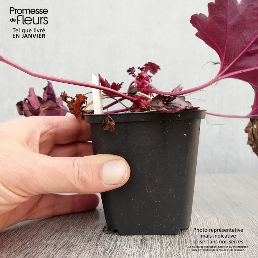 Exemplar von Heuchera Dolce Wildberry - Purpurglöckchen wie im Winter geliefert