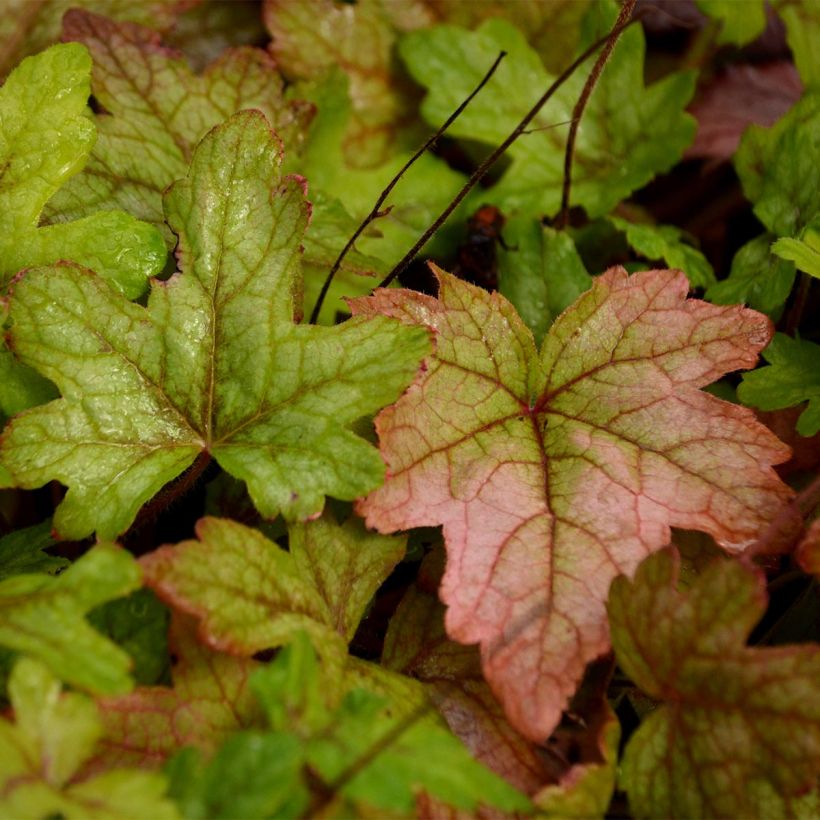 Heucherella Alabama sunrise - Schaumglöckchen (Laub)