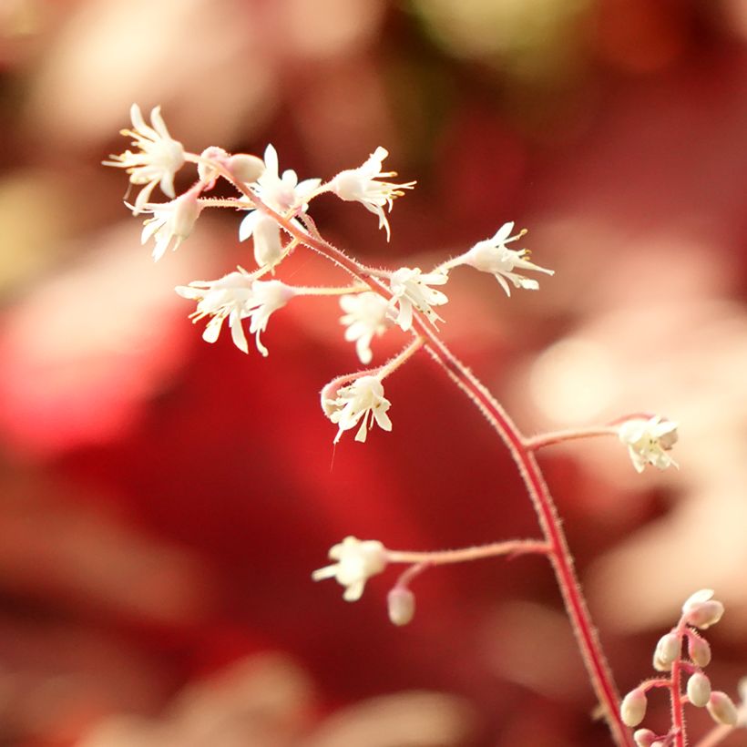 Heucherella Buttered Rum - Schaumglöckchen (Laub)