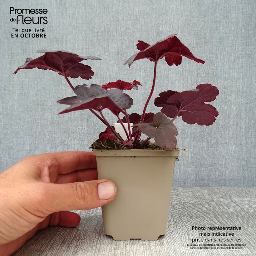 Exemplar von Heucherella Onyx Godet de 9cm wie im Herbst geliefert