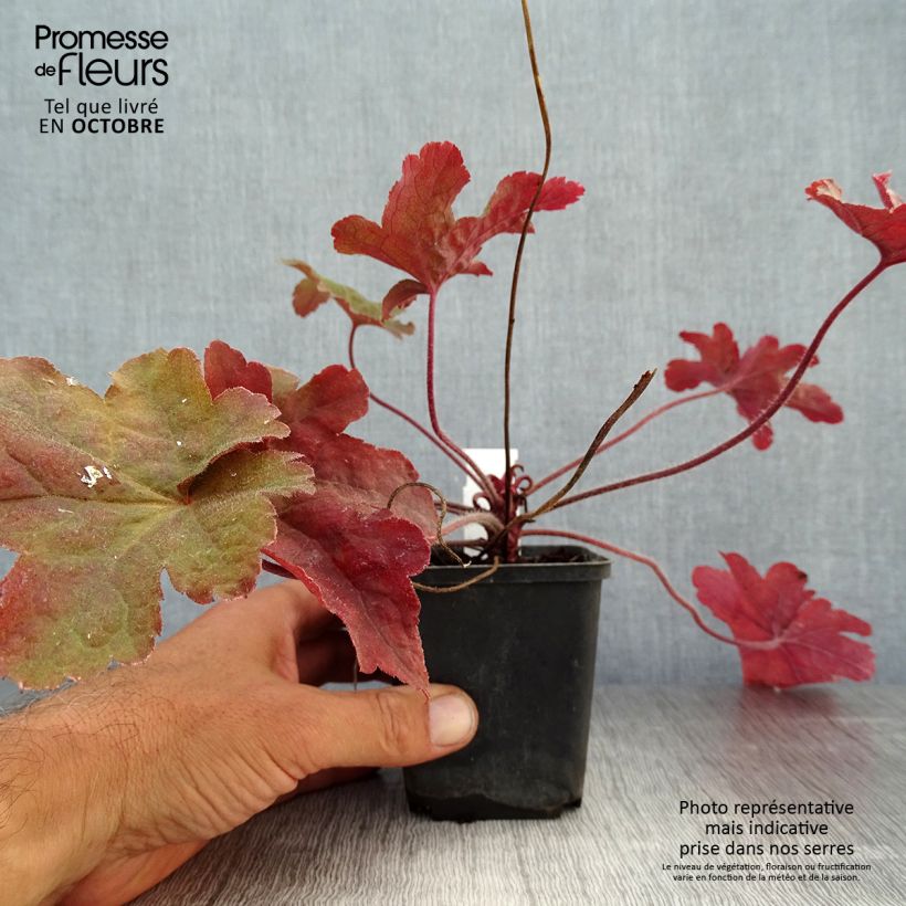 Exemplar von Heucherella Red Rover Godet de 9cm wie im Herbst geliefert