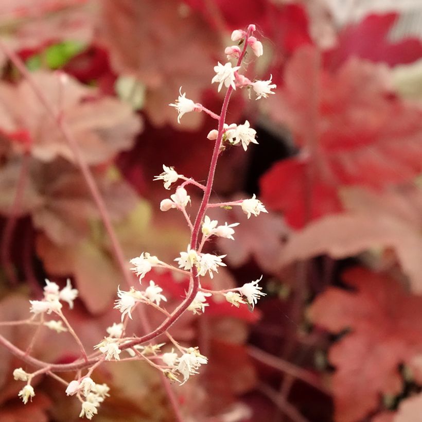 Heucherella Red Rover - Schaumglöckchen (Blüte)